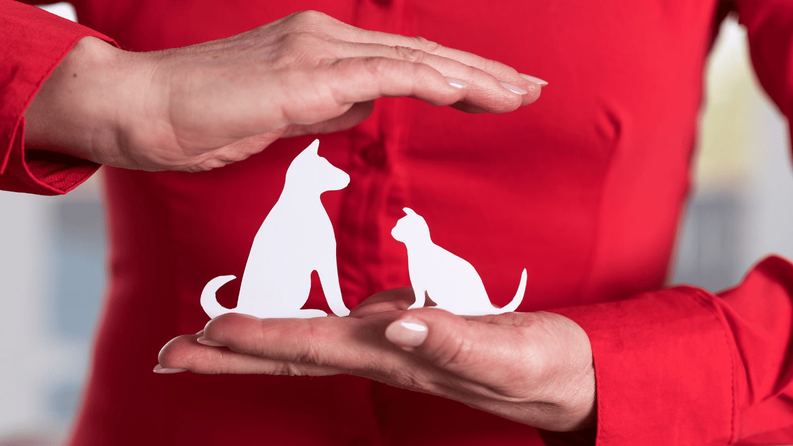 Pet insurance coverage ensuring the safety of a dog and cat.