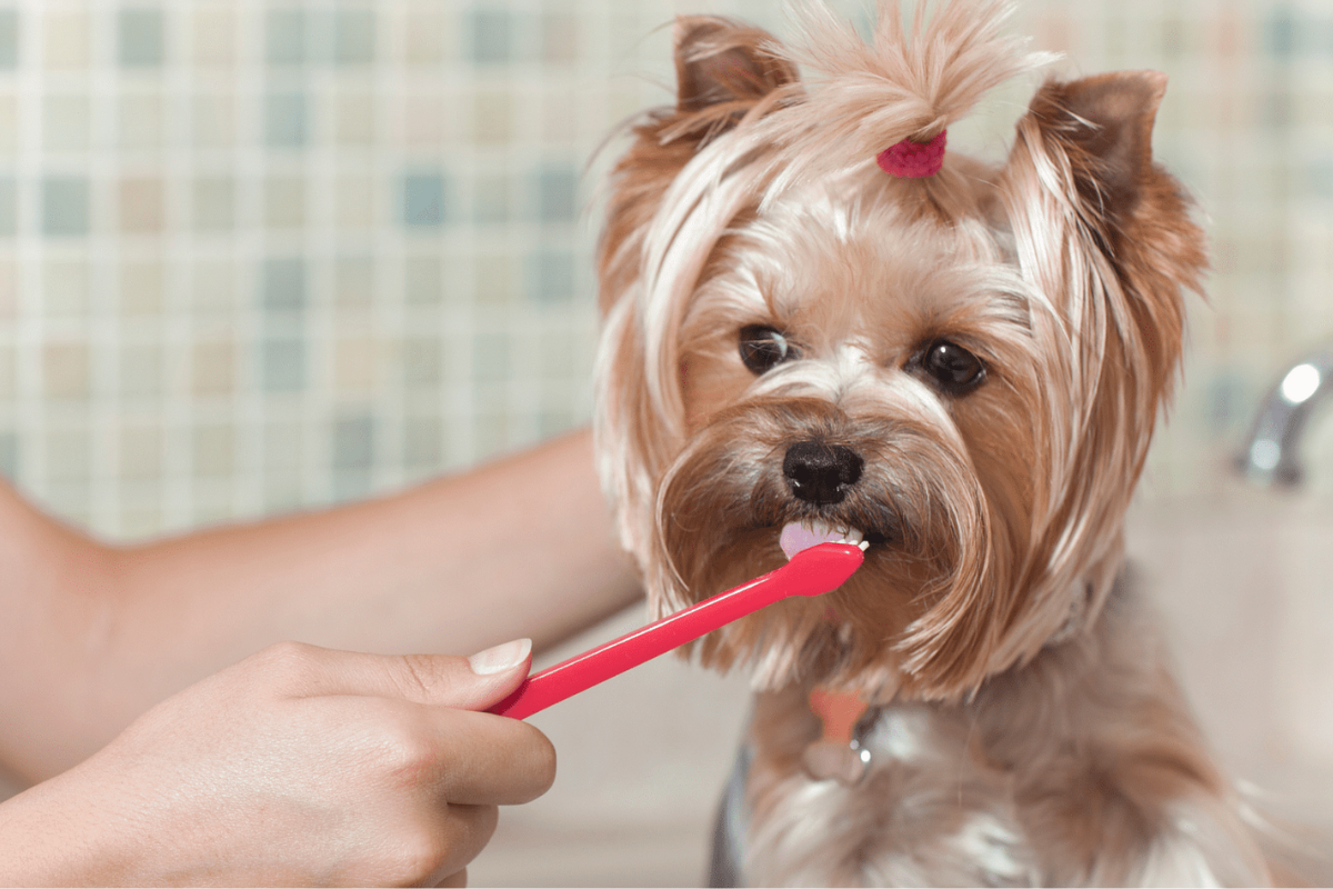 Discover effective at-home dental care tips for your pets, including proper brushing and maintaining their oral hygiene.