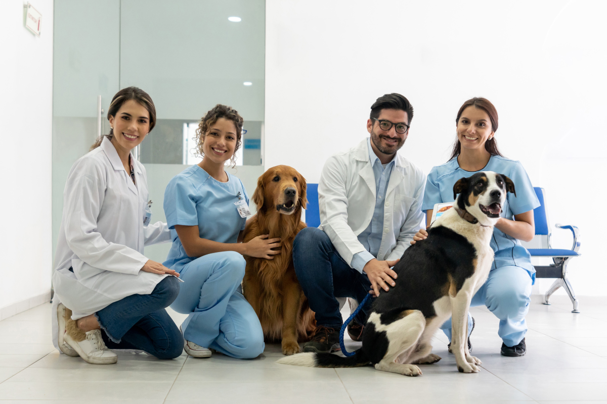 Veterinarian providing tips on pet sun safety, with a focus on keeping animals safe from heat and sunburn.
