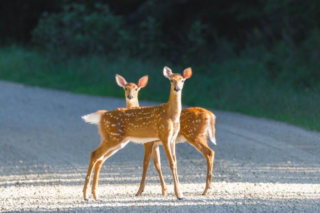 Car slowing on a rural road at dusk as a deer crosses safely.