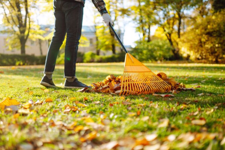 Autumn lawn with fallen leaves and green grass being prepared for winter maintenance.