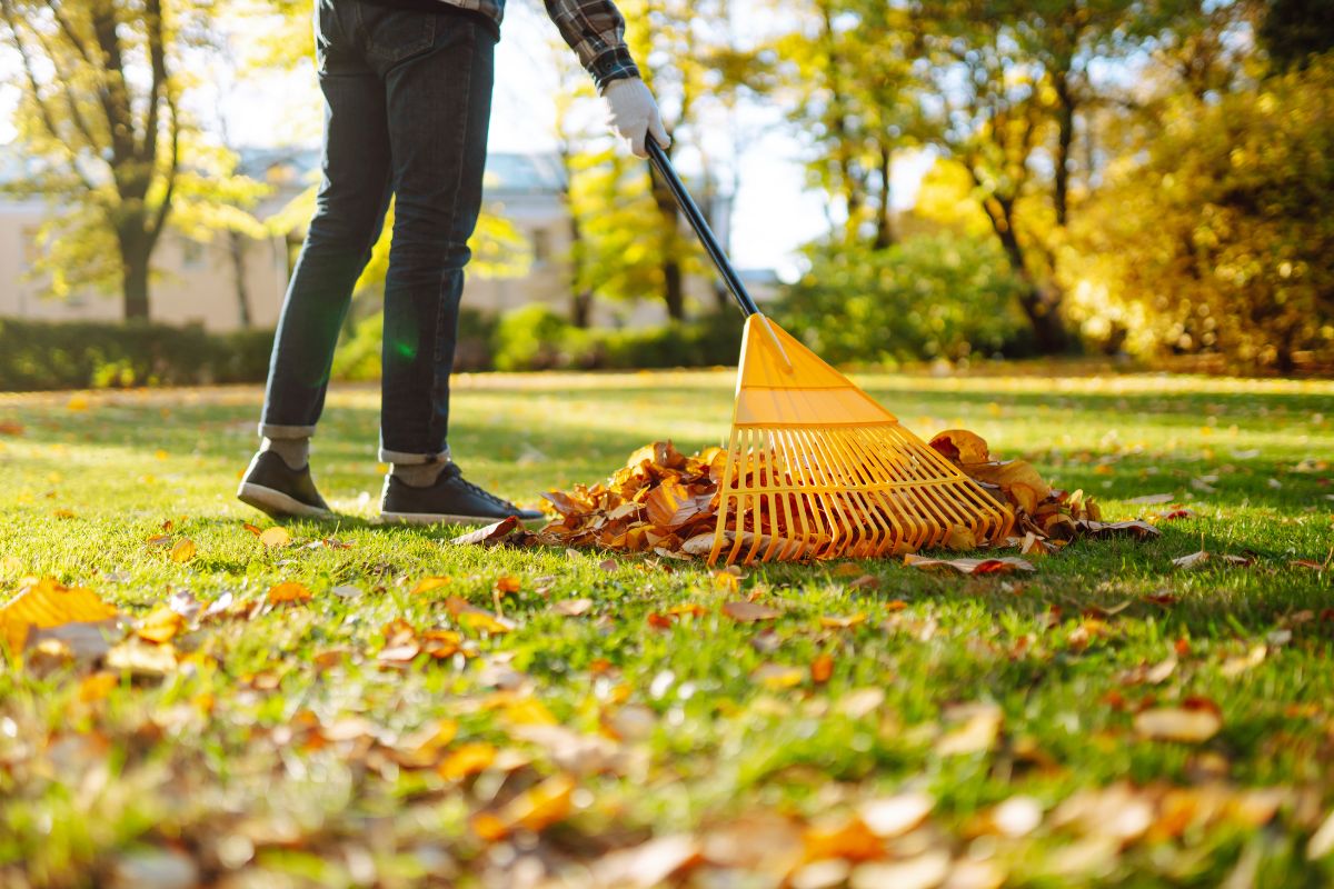 Autumn lawn with fallen leaves and green grass being prepared for winter maintenance.