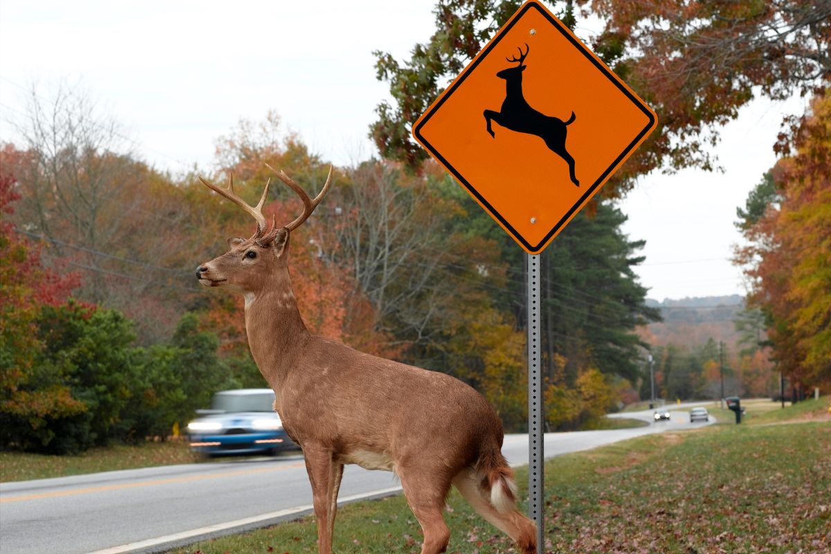 Driver watching for a deer crossing the road during fall