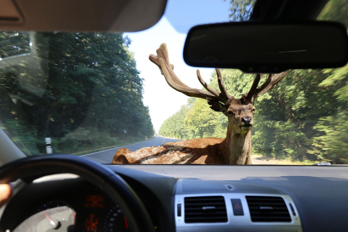 Car damaged after hitting a deer, highlighting auto insurance coverage for deer collisions.